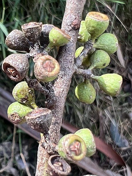 File:Eucalyptus regnans fruit.jpg