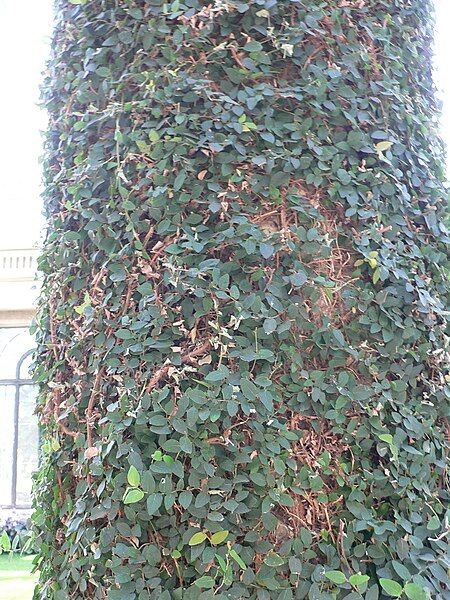 File:Ficus pumila 2.jpg