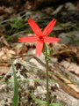 Silene virginica