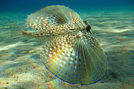 Flying gurnard, by Beckmannjan