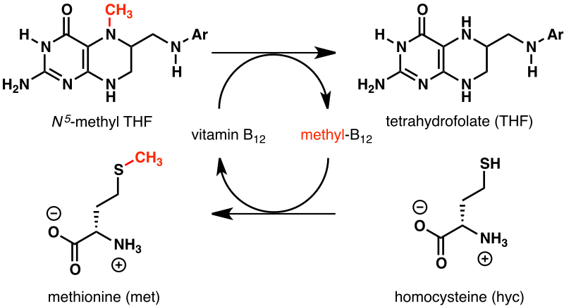 File:Folate methionine cycle.svg