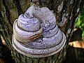 Image 30A tinder fungus, Fomes fomentarius (from Mushroom)