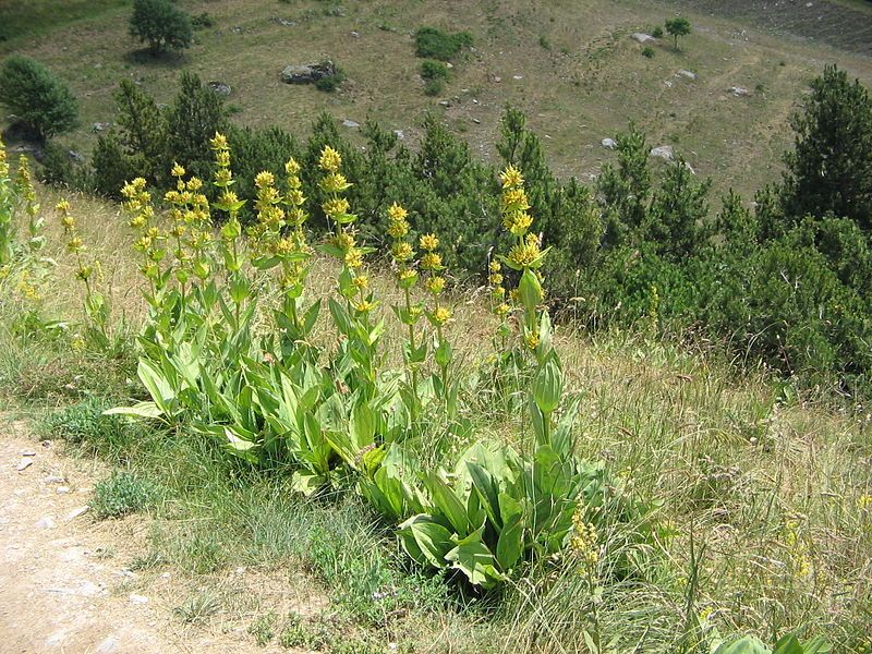 File:Gentiana lutea000.jpg