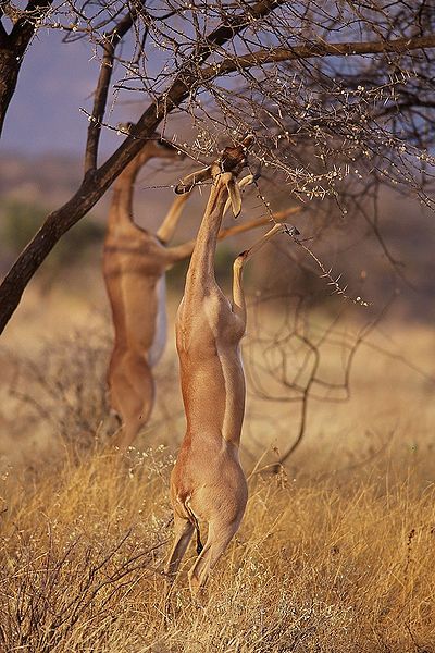 File:Gerenuks in Samburu.jpg