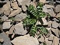 Geum reptans stolon