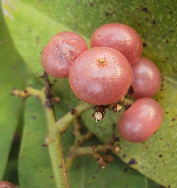 File:Glycosmis pentaphylla 07.JPG