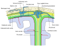 Diagrammatic representation of a section across the top of the skull, showing the membranes of the brain, etc.