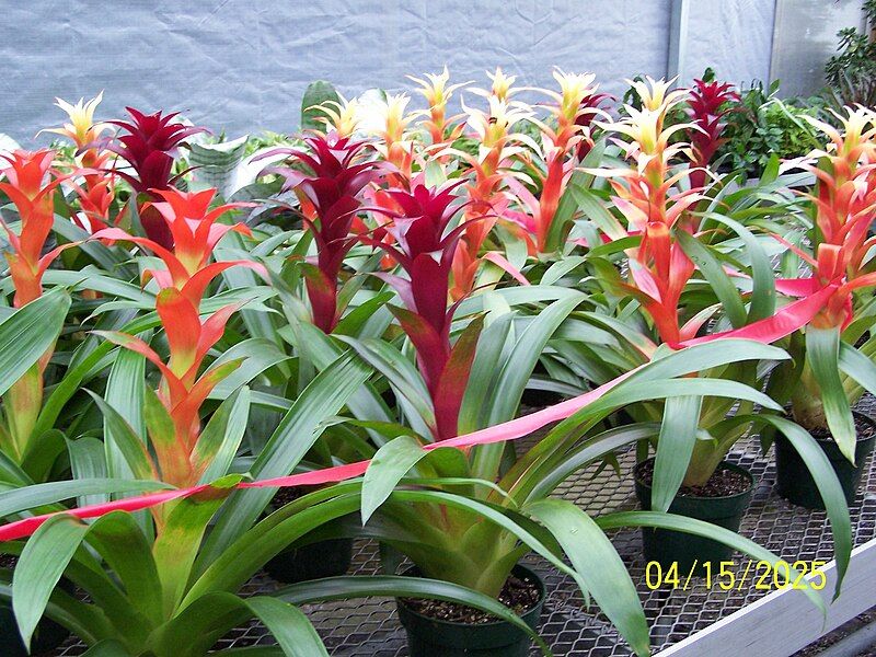 File:Guzmania02ra.jpg