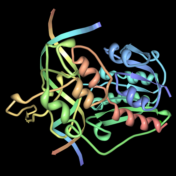 File:HaeIII-methyltransferase-dna-pdb-1DCT.png