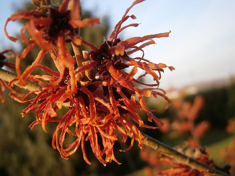 File:Hamamelis Jelena close-up2.jpg