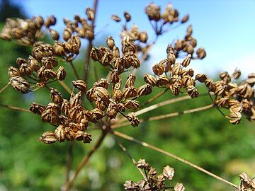 Seed heads in late summer