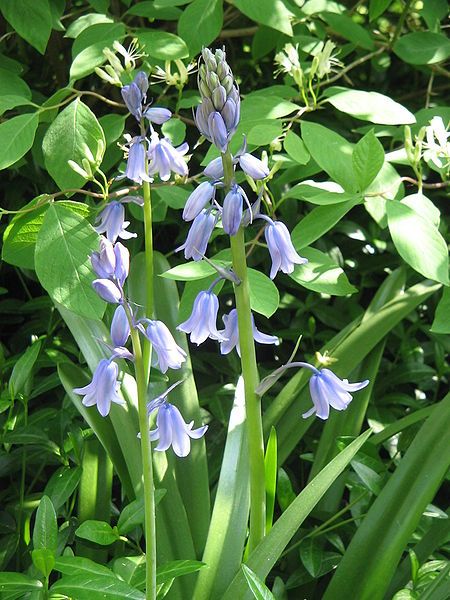 File:Hyacinthoides hispanica001.jpg