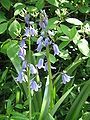 Hyacinthoides hispanica