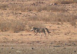 Indian wolf (Canis lupus pallipes)