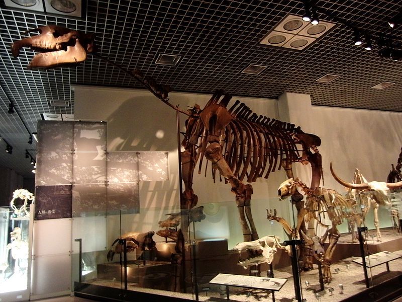 File:Indricotherium.jpg