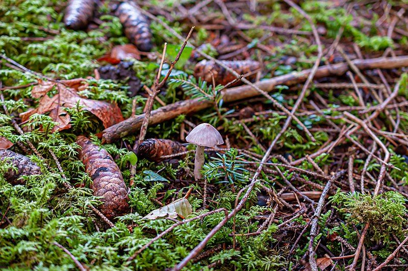 File:Inocybe sublilacina.jpg