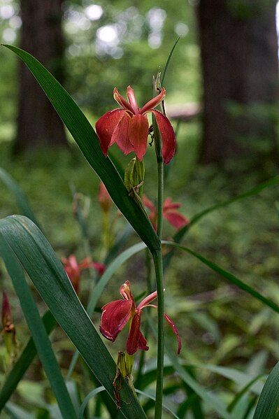 File:Iris fulva Arkansas.jpg