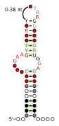 A consensus secondary structure and primary sequence for the kink-turn RNA motif.