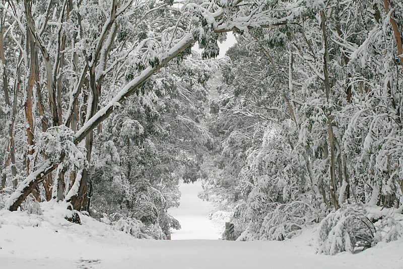 File:Kanangra winter wonderland.jpg