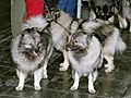 Keeshond