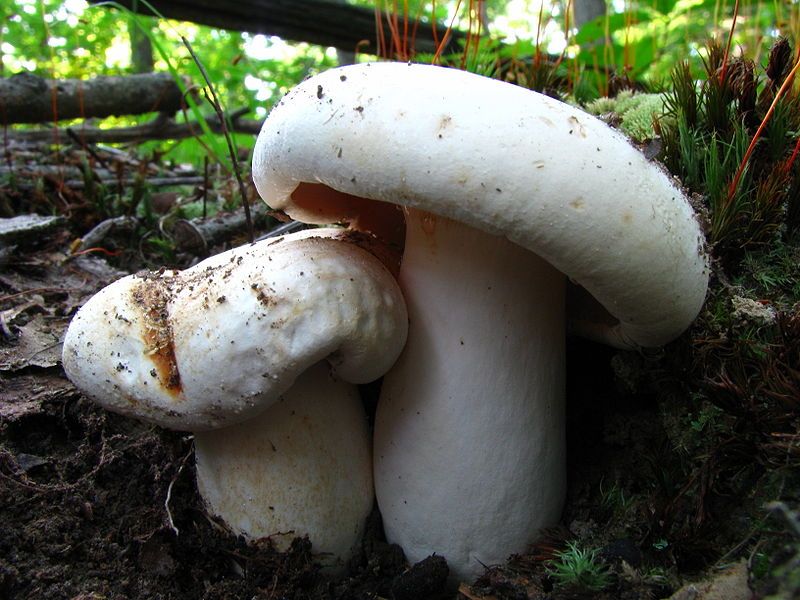 File:Lactarius deceptivus 50255.jpg