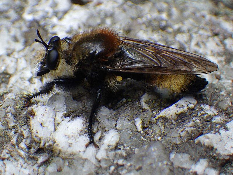 File:Laphria insignis.jpg