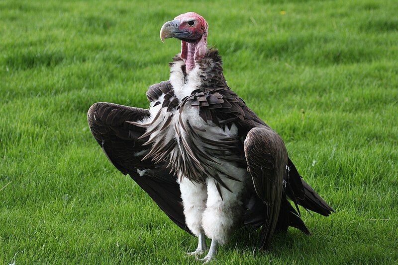 File:Lappet-faced vulture 1.jpg