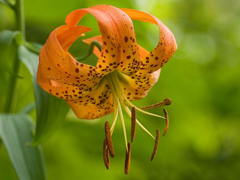 File:Lilium superbum FWS-4x3.jpg