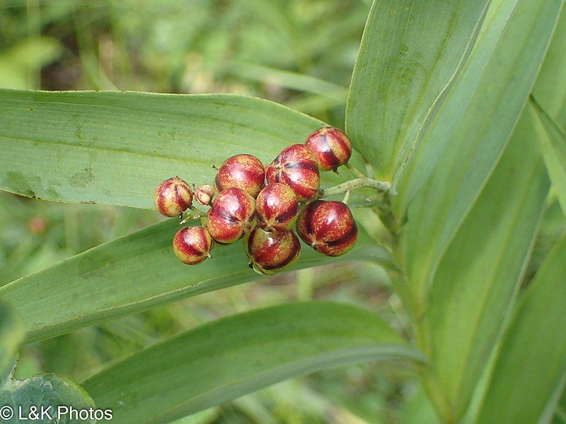 File:Maian stellatum ripening.jpg