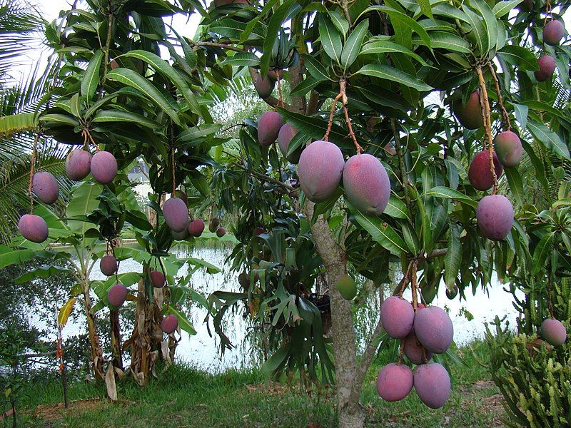 File:Mango TommyAtkins02 Asit.jpg