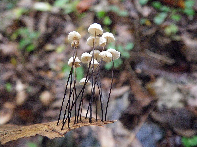 File:Marasmius capillaris 59405.jpg