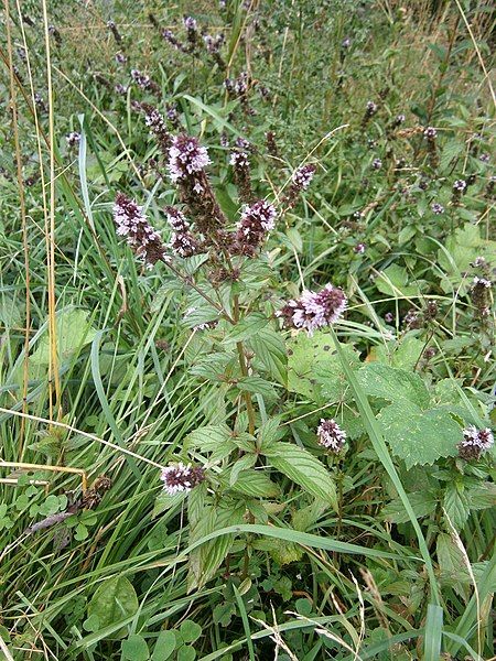 File:Mentha spicata RHu.JPG