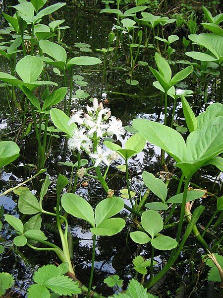 File:Menyanthes trifoliata001.jpg