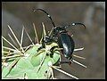 Cactus longhorn beetle