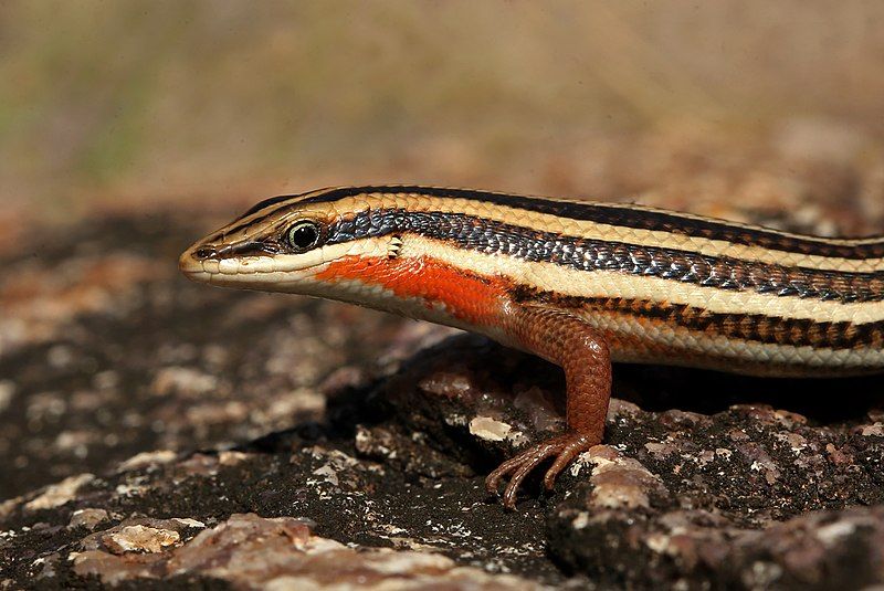 File:Nagarjuna sagar Skink.jpg