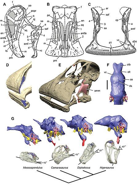 File:Nigersaurus taqueti skull.jpg