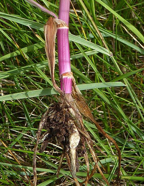 File:Oenanthe silaifolia stem.jpg