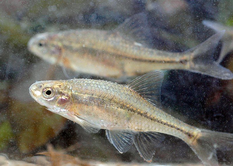 File:Oregon chub (12075815994).jpg