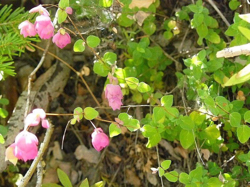 File:Origanum libanoticum 2.JPG