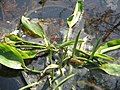 Orontium aquaticum opening