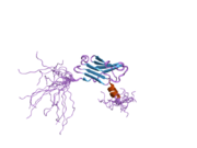 1x5m: Solution structure of the core domain of calcyclin binding protein; siah-interacting protein (SIP)