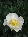 Paeonia lactiflora cv. white