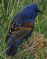 male Blue Grosbeak