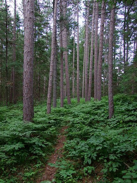 File:Petroglyphs Forest.JPG