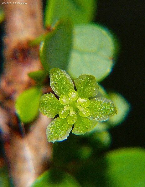 File:Phyllanthus-microcladus-RFK2.jpg