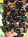 Phytolacca acinosa close-up fruits