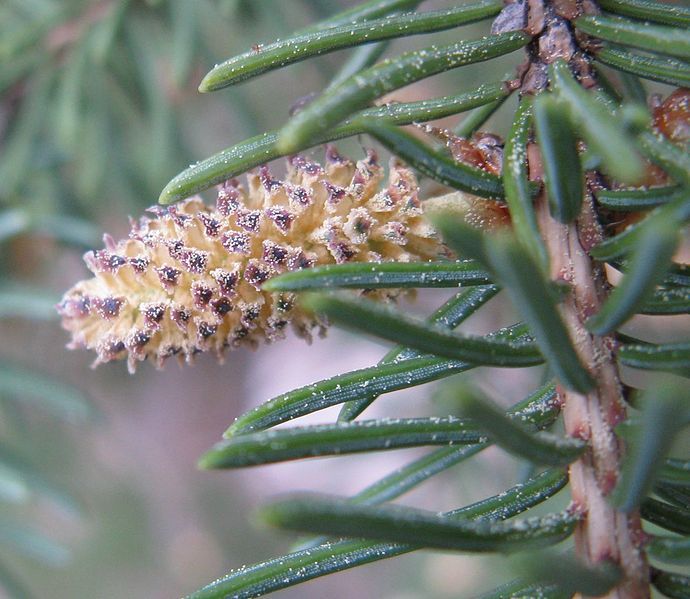 File:Picea glauca 2.jpg