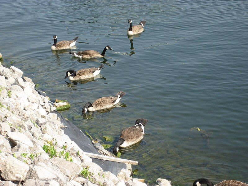 File:PierEightCanadaGeese.JPG