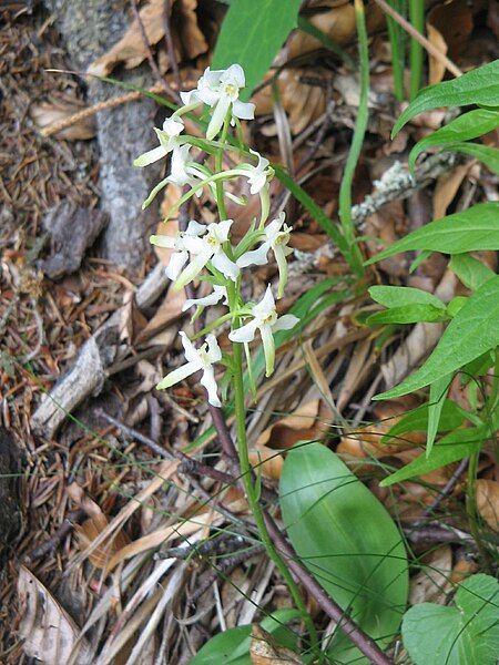 File:Platanthera chlorantha001.jpg