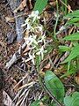 Platanthera chlorantha